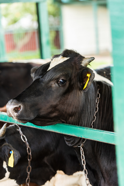 selektivní zaměření černobílé krávy u plotu v kravíně - Fotografie, Obrázek
