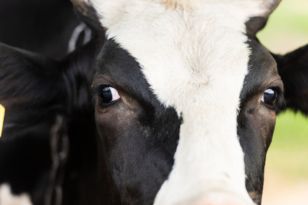 黒と白の牛の頭を間近に見ることができ - 写真・画像