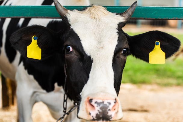 酪農場で耳に黄色のタグを持つ黒と白の牛の選択的な焦点 - 写真・画像