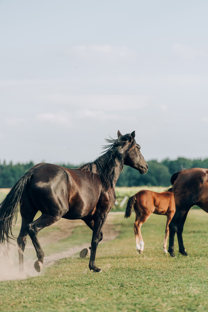 Kahverengi atlar ve tay gökyüzüne karşı çayırlarda otluyor. - Fotoğraf, Görsel