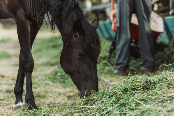 cavallo bruno che mangia fieno nel ranch - Foto, immagini