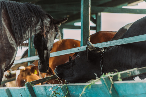 selective focus of brown horse near cows in cowshed on farm - Photo, Image