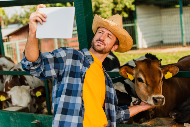 ranchero en sombrero de paja y camisa a cuadros tomando selfie con becerro en tableta digital - Foto, Imagen