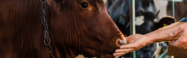 partial view of rancher touching cow on dairy farm, panoramic shot - Фото, изображение