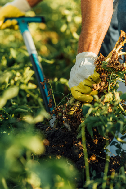 vue recadrée de l'agriculteur dans des gants de travail creusant des plantes dans le champ - Photo, image