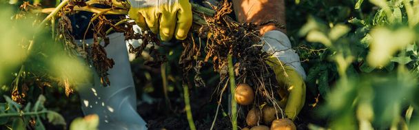 vue partielle de l'agriculteur dans des gants exploitant une plante de pomme de terre avec tubercules lors de la récolte sur le terrain, concept horizontal - Photo, image