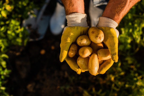 Blick von oben auf den Rancher, der frische Bio-Kartoffeln in Schröpfchenhänden hält, selektiver Fokus - Foto, Bild