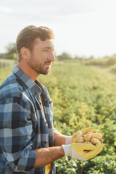 rancher in checkered shirt and gloves holding fresh potatoes in cupped hands while looking away - Foto, imagen