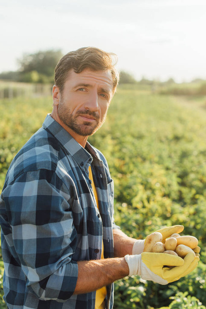 farmer in plaid shirt and gloves holding fresh potatoes in cupped hands while looking at camera - Fotografie, Obrázek