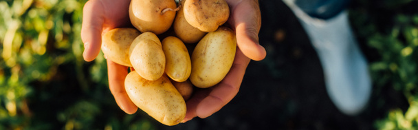 částečný pohled na farmáře držícího čerstvé, organické brambory v dlaních, horizontální koncept - Fotografie, Obrázek