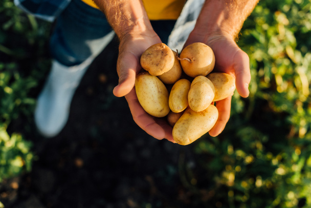 vista cortada do fazendeiro segurando batatas frescas em mãos de xícara, foco seletivo - Foto, Imagem