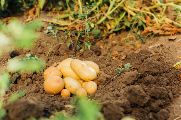 selective focus of fresh potatoes on soil in field - Photo, Image