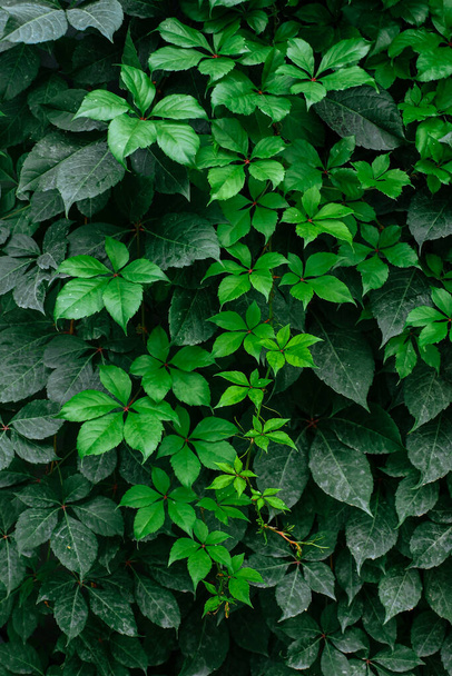 Hermosas hojas verdes de uvas silvestres. Ivy. Primer plano. Antecedentes Textura.  - Foto, imagen