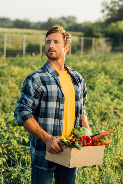 Bauer in kariertem Hemd hält Schachtel mit frischem Gemüse auf dem Feld - Foto, Bild