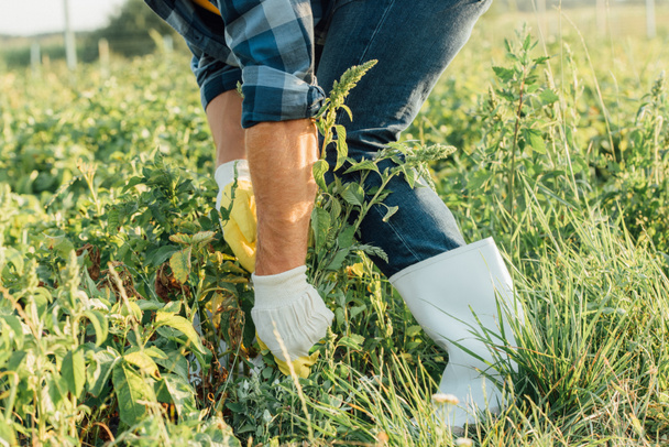 partial view of farmer in gloves and rubber boots pulling out weeds in field - Fotografie, Obrázek