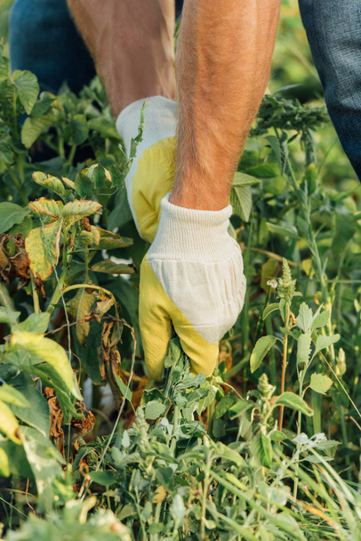 partial view of farmer in gloves pulling out weeds while working in field - Zdjęcie, obraz
