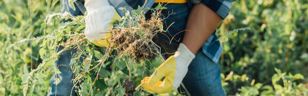 cropped view of farmer weeding field in work gloves, horizontal concept - Zdjęcie, obraz