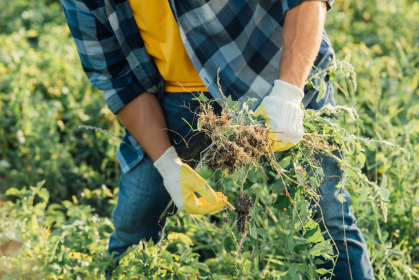 vista parcial del agricultor con camisa a cuadros y guantes sosteniendo malas hierbas mientras trabaja en el campo - Foto, imagen