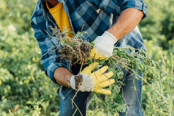 cropped view of farmer in plaid shirt and gloves holding weeds while working in field - Fotoğraf, Görsel
