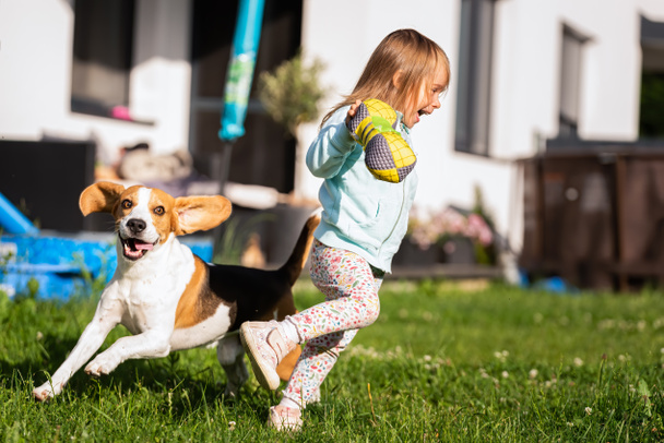 Joven niña caucásica de 2-3 años jugando con el perro beagle en el jardín. - Foto, Imagen