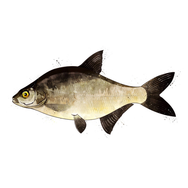 Bream, watercolor isolated illustration of a fish. - Fotó, kép