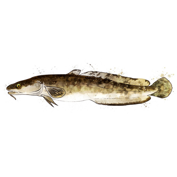 Burbot, watercolor isolated illustration of a fish. - Foto, afbeelding