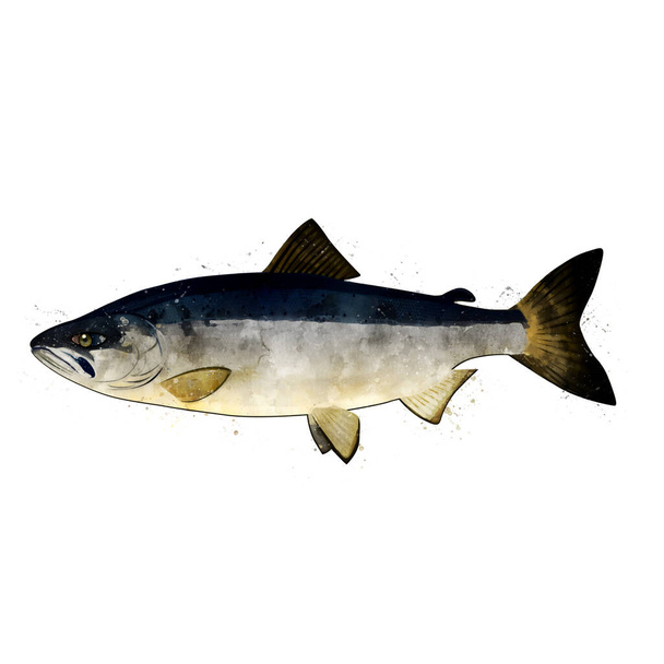 Chum Salmon, watercolor isolated illustration of a fish. - Фото, изображение