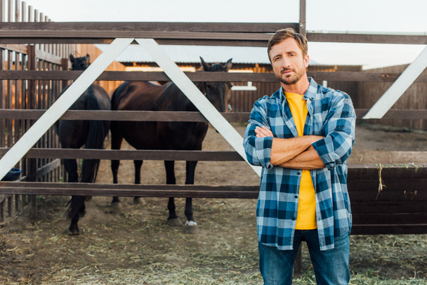 viljelijä ruudullinen paita katselee kameraa seistessään ristissä kädet lähellä aitaa hevosten kanssa - Valokuva, kuva