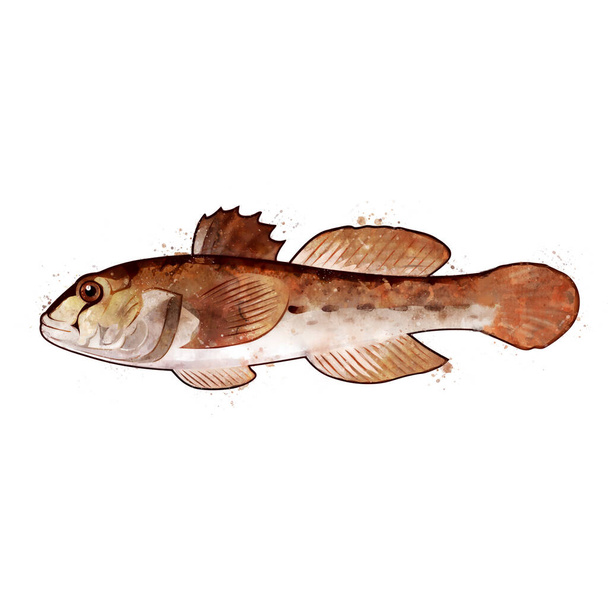 Goby, watercolor isolated illustration of a fish. - 写真・画像