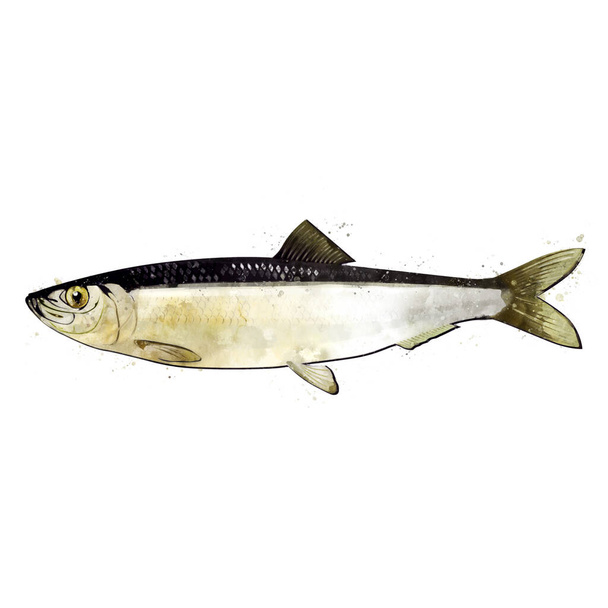 Herring, watercolor isolated illustration of a fish. - Foto, imagen