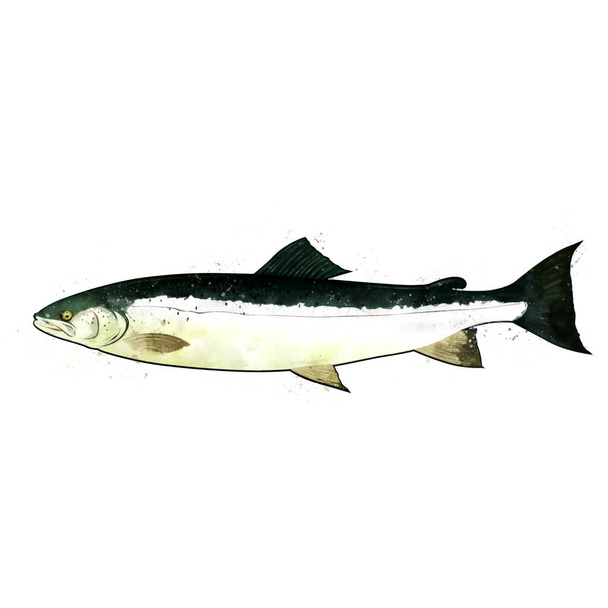 Salmon, watercolor isolated illustration of a fish. - Fotó, kép