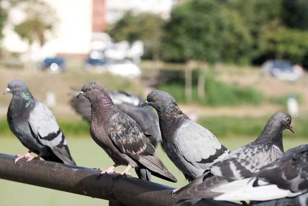 Pigeons sauvages urbains sur une pipe en métal parapet sur le pont sur le lac close up macro photographie - Photo, image