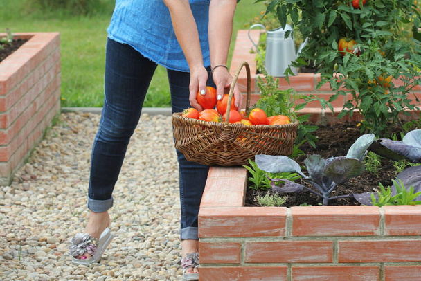 Žena zahradník sběr zeleniny.Zvýšené záhony zahradničení v městské zahradě pěstování rostlin byliny koření bobule a zelenina - Fotografie, Obrázek