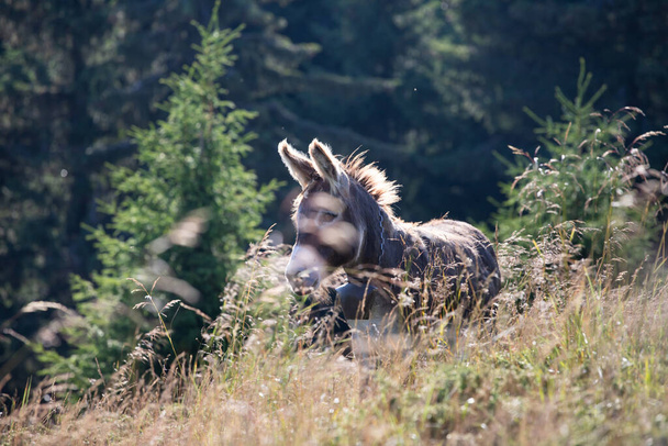 Adorable grey donkey in the high grass meadow - Фото, зображення