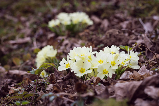 Flor de onagra amarilla silvestre que florece en hojas marrones secas a principios de primavera, primula vulgaris. - Foto, Imagen