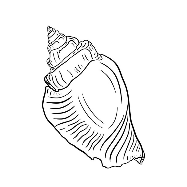 Hermosa concha de mar en espiral sobre un fondo blanco. Una sola ilustración vectorial de concha marina en blanco y negro para su diseño. Un solo objeto para imprimir, tatuar, colorear. - Vector, imagen