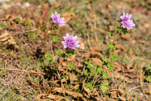 рожева літня квітка, дикий молоток також називається великим сиром тополя
 - Фото, зображення