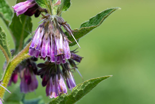 Macro shot of common comfrey (symphytum officinale) in bloom - Photo, Image
