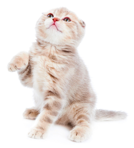 Kitten over white - Фото, изображение