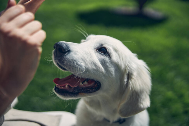 Propietario sosteniendo comida frente a su mascota - Foto, imagen
