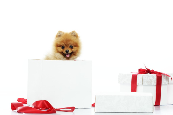 Little funny spitz with bow tie inside gift box - Photo, Image