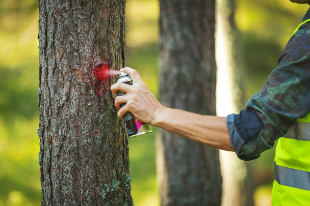 houtkapindustrie - bosbouwkundig ingenieur markeert boomstam met rode spray voor het snijden in ontbossingsproces - Foto, afbeelding