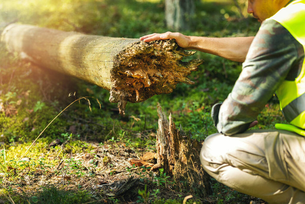 лісовий працівник оглядає старе опале дерево в лісі
 - Фото, зображення