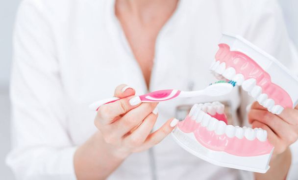 Kiefermodell und Zahnbürste in den Händen des Zahnarztes. Der Arzt zeigt, wie man seine Zähne richtig putzt. Horizontales Foto - Foto, Bild