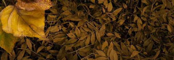 Φθινοπωρινό ρουστίκ Grunge ευρύ φόντο φύλλων - Φωτογραφία, εικόνα