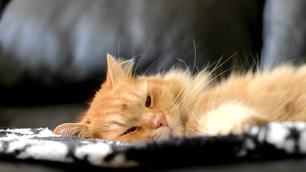 Красивая кошка спит
 - Кадры, видео