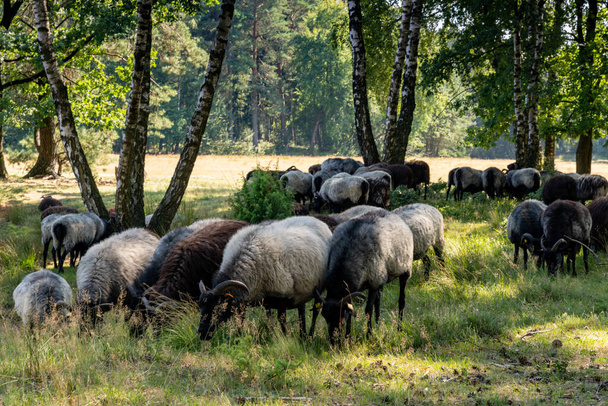 Many German moorland sheep at a watering hole on the Lunenburger Heath - Photo, Image