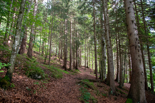 pine trees in the forest on the slope - Photo, Image