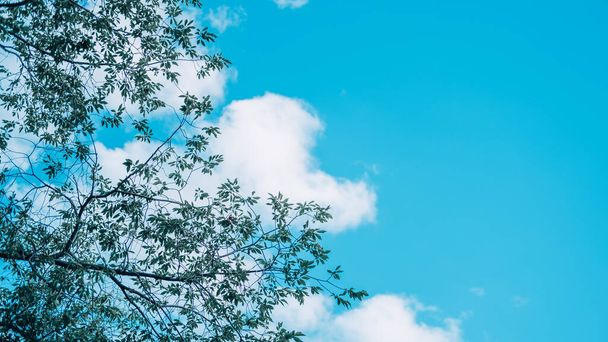 blue summer sky with white clouds on the background of green trees and foliage - Photo, Image