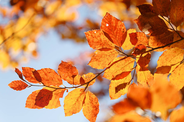 Żółty las bukowy na początku jesieni. - Zdjęcie, obraz